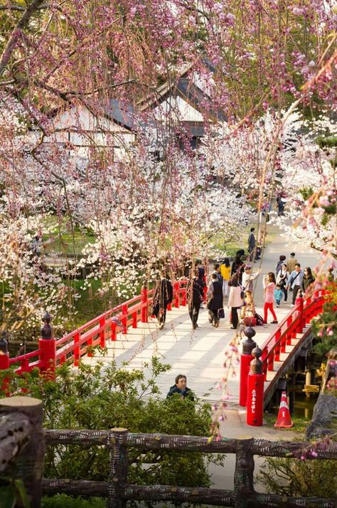 Sakura Bridge ▼ Photographer: © Tom Green Vibrant sakura blossoms frame a red bridge in Hirosaki Park during the annual cherry blossom festival. Sakura Festival, Tom Green, Sakura Blossoms, Cherry Blossom Festival, Fukuoka, Cherry Blossom, Bucket List, Blossom, Bridge