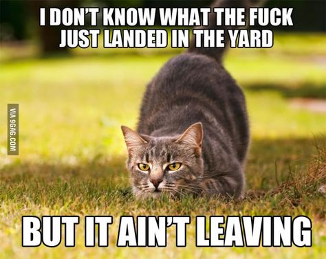 Kitten Pictures, Cat Facts, Funny Cat Pictures, Cat Wallpaper, Cute Funny Animals, Animals Friends, Crazy Cats, Cat Pics, Cat Memes