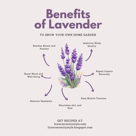 Discover the endless benefits of lavender with our latest article! From soothing stress and promoting better sleep to nourishing skin and hair, lavender is nature's multitasking marvel. Dive into the world of lavender and unlock its secrets for a happier, healthier you! 🌿💜 #LavenderBenefits #NaturalRemedies #SelfCare" Read more - https://innerserenitystyle.blogspot.com/2024/04/benefitsoflavender.html Lavender Health Benefits, Lavender Oil For Hair, Benefits Of Lavender, Lavender Skin, Herbal Garden, Lavender For Sleep, Lavender Benefits, Medical Herbs, Naturopathic Medicine