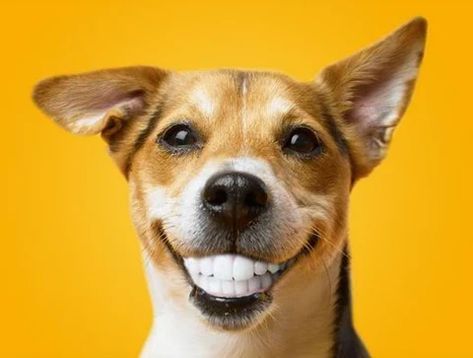 Surprisingly Weird Dog Teeth Facts You Need to Know Now - Pets Love Surprises Dog Ear Cleaner, Coconut Oil For Dogs, Easy Pets, Oils For Dogs, Dog Information, Dog Care Tips, Dog Biting, Smiling Dogs, Dog Teeth