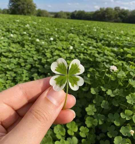 3 Leaf Clover, Background Ppt, Lucky Wallpaper, Lucky Leaf, Aesthetic Objects, Koi Art, Floral Wallpaper Iphone, 4 Leaf Clover, Beautiful Flowers Pictures