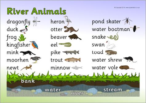 River animals word mat (SB10643) - SparkleBox River Animals, Pond Dipping, Amazon Animals, Lake Animals, Homeschool Nature, Natural Learning, Lake Theme, Baby Otter, Winter Bulletin