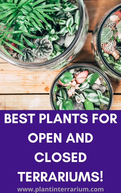 Open Top Terrarium, Plants For Open Terrarium, Best Plants For Closed Terrariums, Open Terrarium Ideas, Best Terrarium Plants, Types Of Air Plants, Large Terrarium, Cactus Terrarium, Open Terrariums