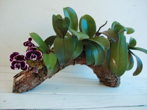 How To Mount A Mini Phalaenopsis on Driftwood — Orchideria Driftwood Orchid Planter, Driftwood Orchid Arrangement, Orchid On Driftwood, Phalaenopsis Orchid Arrangement, Mounted Orchids On Wood, Mini Phalaenopsis Orchid, Orchid Mounting Ideas, Orchid Display Ideas Indoor, Orchid Terrarium Diy