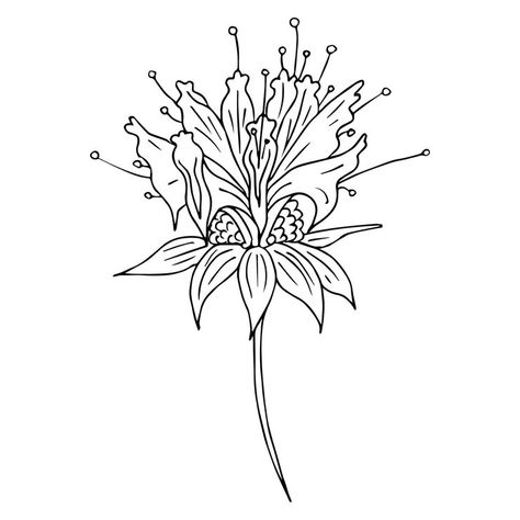 Premium Vector | Monarda Bee Balm detailed handdrawn sketches vector botanical illustration Bee Balm Flower Drawing, Bee Balm Tattoo, Bee Balm Flower, Bee Balm, Botanical Illustration, Flower Drawing, Premium Vector, Graphic Resources, Coloring Pages