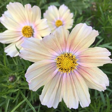 Cosmos Apricot Lemonade, Apricot Lemonade Cosmos, Apricot Cosmos, Mood Garden, Cosmo Flowers, Flower Cosmos, Shape Of The Universe, Cosmo Flower, Garden Front Of House