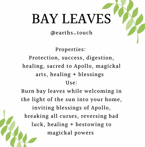 Bay Leaf Witchcraft Uses, Magical Properties Of Bay Leaves, Herbs Properties Witchcraft, Bay Leaves Uses Witchcraft, Basil Leaves Witchcraft, Grow Bay Leaves, How To Use Bay Leaves In Spells, Bay Leaf Magical Properties, Angelica Leaves Witchcraft