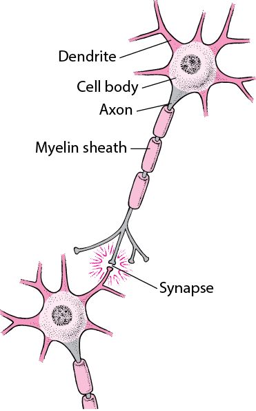 Overview of the Peripheral Nervous System - Brain, Spinal Cord, and Nerve Disorders - Merck Manuals Consumer Version Nervous System Anatomy, Nerve Anatomy, Nervus Vagus, Nerve Disorders, Human Nervous System, The Peripheral, Nerve Cells, Peripheral Nervous System, Basic Anatomy And Physiology