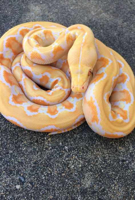 Dwarf white phase reticulated python. Reticulated Python Morph, Ball Python Pet, Danger Noodles, White Python, Reticulated Python, Baby Snakes, Cool Snakes, Pretty Snakes, Reptile Room