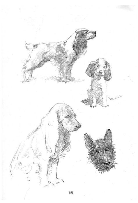 Andrew Loomis Sketch Drawing Ideas, Draw Figures, Drawing Fundamentals, Drawing Ideas For Beginners, Andrew Loomis, Pencil Sketch Drawing, Dog Sketch, Figure Sketching, Realistic Art