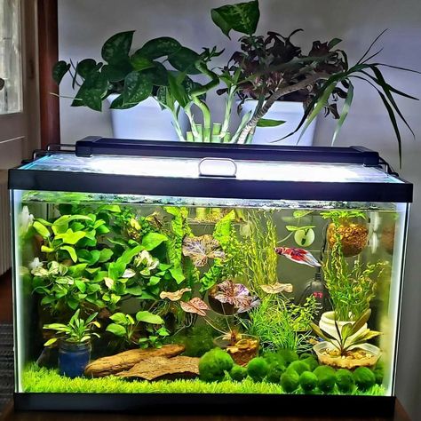 Simple Beta Fish Tank, Terrarium Tank Ideas, 10 Gallon Planted Tank, 10 Gallon Fish Tank Ideas Natural, Fish Tank Inspiration, 10 Gallon Betta Tank, Beta Sorority Fish Tank, Betta Fish Tank Ideas 10 Gallon, Beta Tank Setup