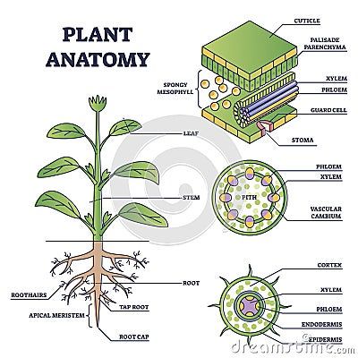 Anatomy Of Plants Botany, Plant Tissue Diagram, Plant Anatomy Art, Plant Nutrition Biology Notes, Plant Anatomy Notes, Plant Physiology Notes, Plant Biology Notes, Plant Tissue Biology Notes, Leaves Structure