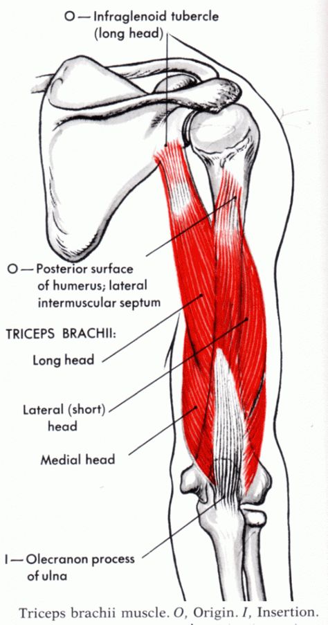 Triceps brachii Muscle - Yoganatomy Triceps Brachii Muscle, Human Anatomy Picture, Best Tricep Exercises, Muscles Anatomy, Muscle System, Anatomy Images, Bolesti Chrbta, Human Body Anatomy, Muscle Anatomy