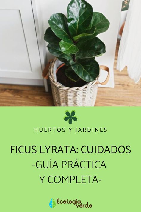 Plantas Interior, Cactus Backgrounds, Ficus Pumila, Fiddle Leaf Tree, Calathea Plant, Ficus Lyrata, Ficus Elastica, Related Images, Fig Tree