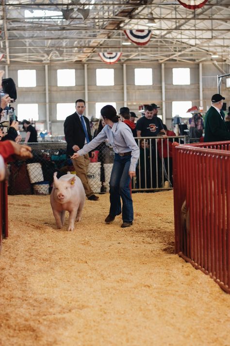 Livestock Show Aesthetic, Show Pig Aesthetic, Showing Pigs 4-h, Pig Livestock, Pigs Pictures, Showing Pigs, Future Mindset, Living Your Life Quotes, Show Pigs