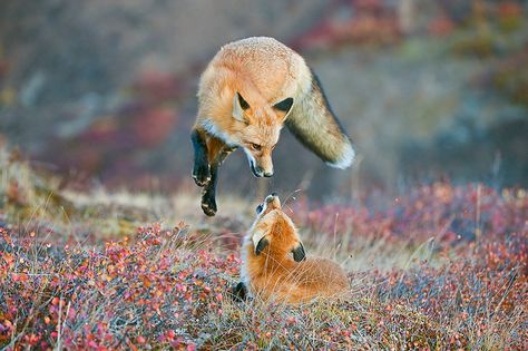 18 Of The Best Wilderness Photos From The Smithsonian's "Wilderness Forever" Photo Contest | Bored Panda Fuchs Baby, Regnul Animal, Wild Dogs, Cute Fox, Red Fox, Animal Photo, 귀여운 동물, Animals Friends, Spirit Animal