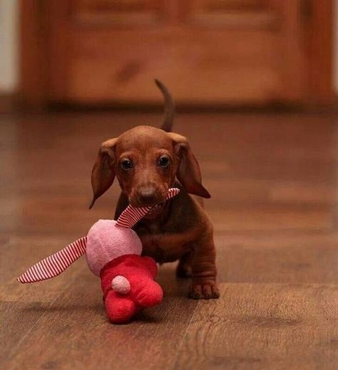 There are plenty of indoor activities for you and your pooch to enjoy in the chilly winter months Dachshund Funny, Weenie Dogs, Dachshund Puppies, Dachshund Puppy, Dachshund Love, Weiner Dog, Wiener Dog, Siberian Husky, On The Floor