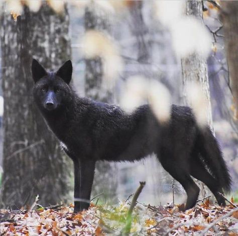 Coyote Aesthetic, Black Jackal, Arcane Oc, Coyote Animal, Domesticated Animals, Special Animals, Animal Wallpapers, Black Coyote, Dog Corner