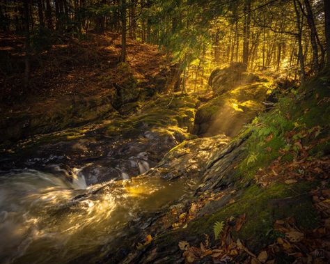 Fall Light in a Vermont Forest [OC] [2000x2500]  Click the link for this photo in Original Resolution.  If you have Twitter follow twitter.com/lifeporn5 for more cool photos.  Thank you author: https://bit.ly/3eFyjru  Broadcasted to you on Pinterest by pinterest.com/sasha_limm  Have The Nice Life! Vermont Forest, Tree Tapestry, Autumn Lights, National Photography, Here On Earth, Geocaching, Landscape Photographers, Nature Photos, Nature Beauty