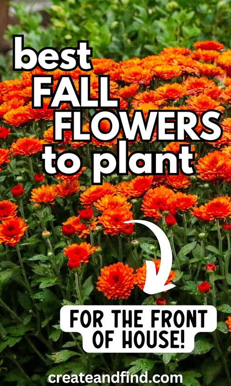 Fall flowers to plant in your fall garden. Fall Flower Garden Landscaping, Fall Landscaping Ideas, Fall Planting Perennials, Fall Flowers To Plant, Fall Landscaping Front Yard, Fall Lawn Maintenance, Fall Garden Ideas, Autumn Flowering Plants, Fall Container Plants