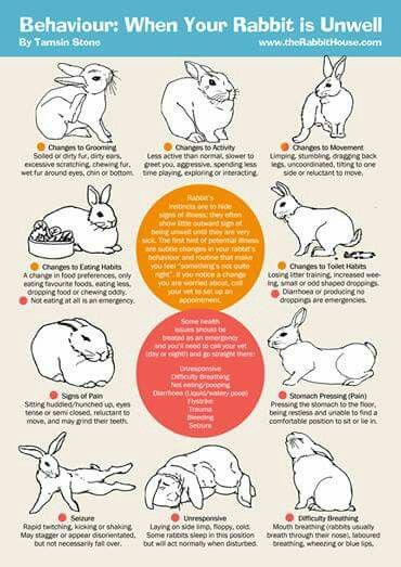 Guide to diagnosing symptoms with for your rabbit Free Roaming Rabbit Ideas, Tapsi Hapsi, Bunny Care Tips, Rabbit Facts, Rabbit Behavior, Rabbit Hide, Pet Rabbit Care, Rabbit Ideas, Bunny Room