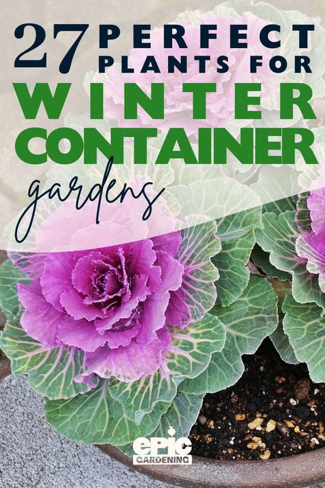 Close up of ornamental cabbage in a garden pot Winter Containers, Winter Container Gardening, Planter Arrangements, Winter Planter, Container Ideas, Small Greenhouse, Winter Plants, Flower Pots Outdoor, Garden Help