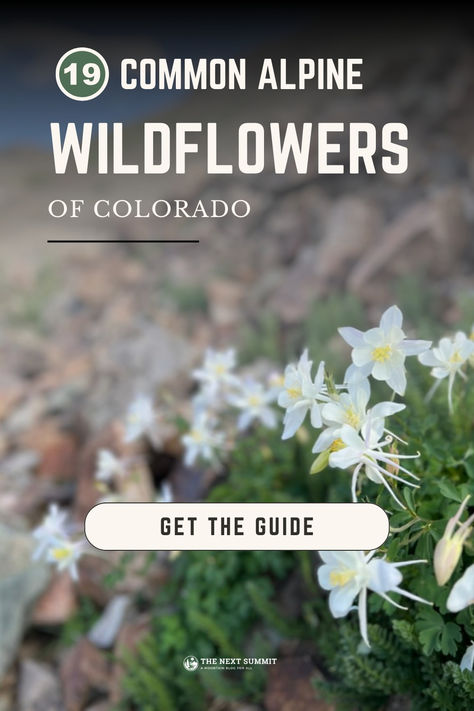 Impress your friends with your wildflower identification skills on your next hike with this Colorado alpine flower guide. ⛰️🌻 It includes 19 common wildflowers seen while hiking in the Rocky Mountains. #coloradowildflowers #wildfloweridentification #alpinewildflowers #alpinetundra #coloradohiking Colorado Wildflowers Tattoo, Wildflower Identification, Common Wildflowers, Chicago Lake, Colorado Wildflowers, Wildflowers Photography, Alpine Flowers, Flower Identification, Explore Colorado