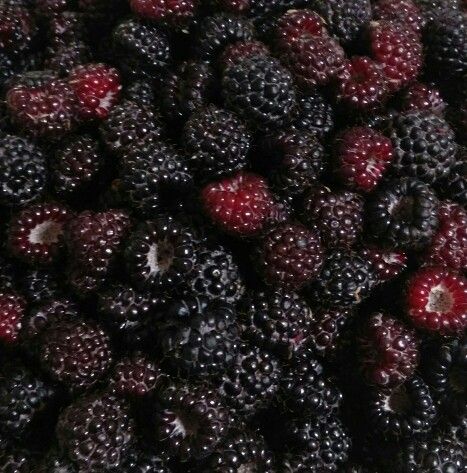 Black raspberries Black Berries Aesthetic, Blackberries Aesthetic, Blackberry Aesthetic, Black Raspberries, Black Berries, Black Strawberry, Black Raspberry, Black Cherry, Aesthetic Food