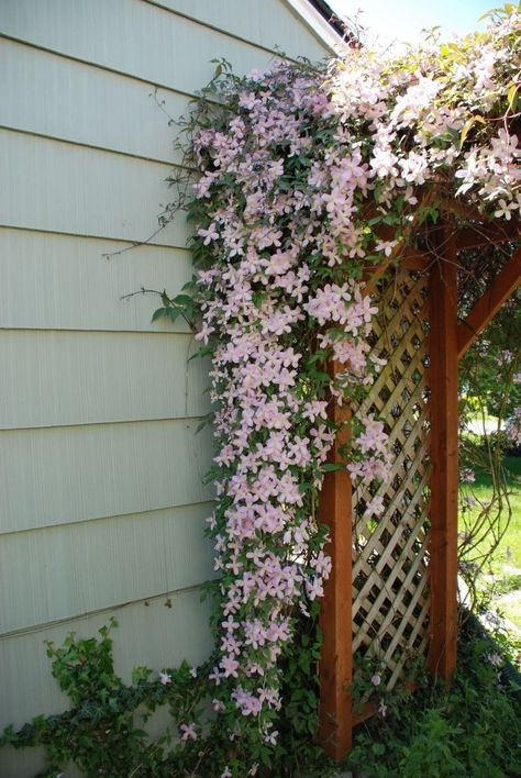 Clematis trellis. I like the idea of a lush climbing flowering vine over a trellis to fit under on a sunny day. Clematis Trellis, Climbing Clematis, Clematis Montana, Trellis Ideas, Climbing Flowers, Clematis Vine, Garden Vines, Flowering Vines, Climbing Plants