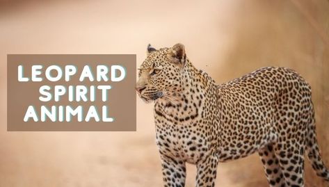 Leopard Spirit Animal Meaning, Leopard Meaning, Leopard Spirit Animal, Appalachian People, Animal Signs, Spirit Animal Meaning, Animal Meanings, Remembrance Tattoos, Spell Books