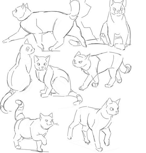 Drawing Tutorial Cat, Cat Eye Drawing, Cat Drawing Sketches, Cat Hand Drawing, Cat Drawings Simple, Drawing Ideas Cute, Cat Drawing Ideas, Feline Anatomy, Sketches Drawing