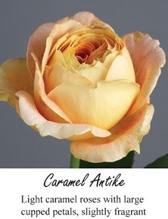 Caramel Antike Rose Whimsy Flowers, April Flowers, Types Of Roses, Flower Company, Loose Watercolor, David Austin Roses, Garden Rose, Green Valley, Fresh Cut Flowers