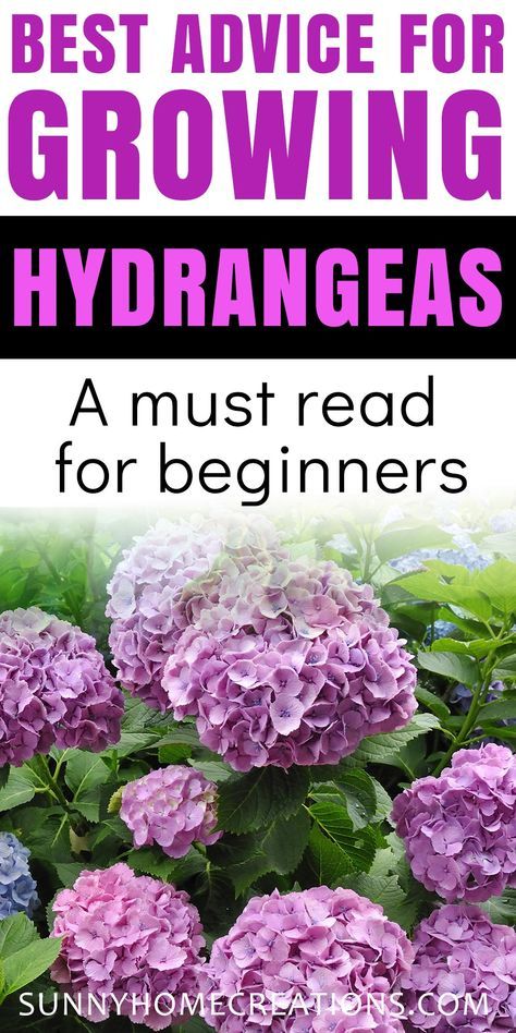 Hydrangea Plant Care, When To Prune Hydrangeas, Pruning Hydrangeas, Hydrangea Landscaping, Hydrangea Shrub, Hydrangea Care, Growing Hydrangeas, Hydrangea Garden, Planting Hydrangeas