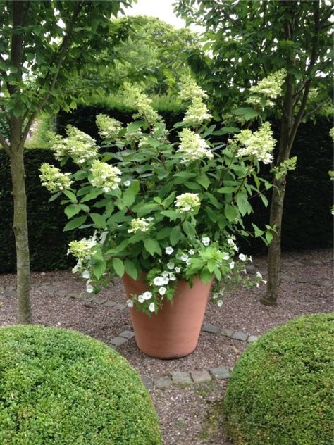 hydrangea in a garden pot... in our climate, they will not survive if left in the pot over winter... Winter Container Gardening, Panicle Hydrangea, Limelight Hydrangea, Survival Gardening, Stock Tank, Garden Shrubs, Classic Garden, Have Inspiration, Container Gardening Vegetables