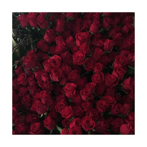 SHEEZUS ❤ liked on Polyvore featuring pictures Maroon Aesthetic, Burgundy Aesthetic, Hopeless Fountain Kingdom, Rose Hathaway, Gryffindor Aesthetic, Lizzie Hearts, Rosé Aesthetic, Jolie Photo, In Full Bloom