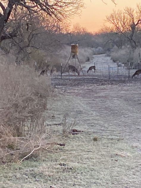 Deer Hunting Aesthetic, Texas Deer Hunting, Hunting Aesthetic, Deer Feeders, Cold December, Deer Hunting Season, White Tail Deer, Hunting Videos, Deer Camp