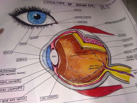 School science project Eye Project, File Decoration, School Science Projects, File Decoration Ideas, Eye Chart, Essay Writer, Science Project, Essay Help, Human Eye