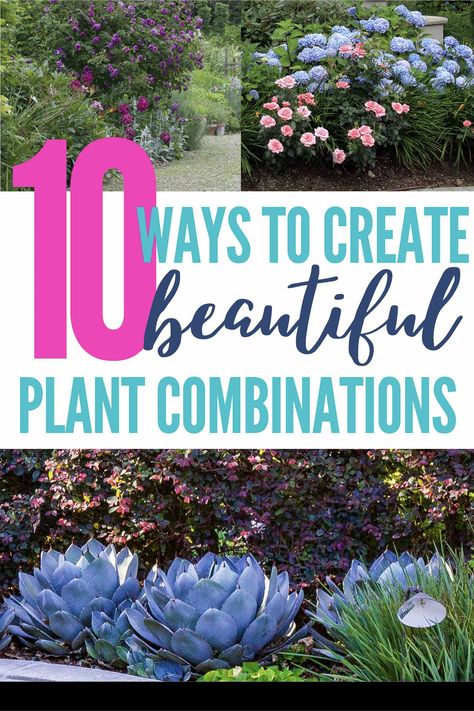 Plant Combinations: 10 Tips For Creating Flower Combinations That Work | Gardening Perennials Low Maintenance, Flower Combinations, Easy Backyard Diy, Long Blooming Perennials, Sun Loving Plants, Short Plants, Easy Backyard, Perennial Shrubs, Shade Perennials