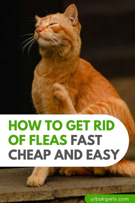 How To Get Rid Of Fleas Fast Cheap and Easy – Urbaki Pets Cat Fleas Get Rid Of, At Home Flea Remedy For Cats, Flea Control For Home, How To Get Rid Of Fleas On Cats Naturally, How To Treat Fleas On Cats, Flea And Tick Spray For Cats, Home Remedy For Fleas On Cats, Flees In House Get Rid Of, How To Get Rid Of Fleas On Kittens