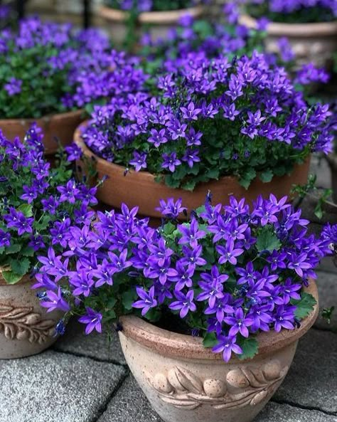 26 Perennial Flowers That Bloom From Spring to Fall Continuously Summer Blooming Flowers, Best Perennials, Perennial Flowers, Perennial Herbs, Garden Containers, Herbaceous Perennials, Garden Yard Ideas, Gardening Flowers, Flower Gardens