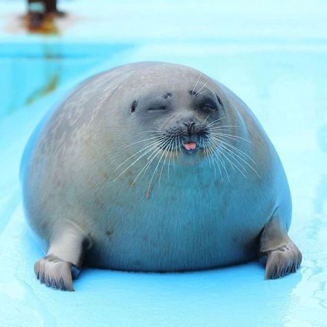 Cute Seals, A Seal, Silly Animals, Sea Lion, Marine Animals, Cute Animal Pictures, Cute Creatures, Cute Little Animals, Sea Animals