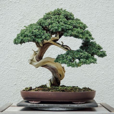 Bonsai Meaning, Japanese Bonsai Tree, Jade Bonsai, Bonsai Care, Bonsai Soil, Indoor Bonsai Tree, Plantas Bonsai, Japanese Bonsai, Indoor Trees