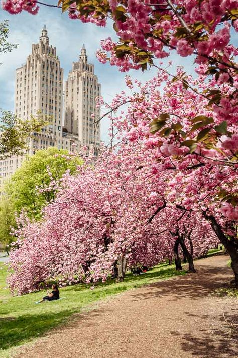 Peak Bloom Cherry Blossoms in Central Park • NYC • The Wanderbug Cherry Blossom New York, Yvonne Core, Anatomy References, Central Park Nyc, New York Central, Neighborhood Guide, New York Life, New York City Travel, Cherry Blossom Tree