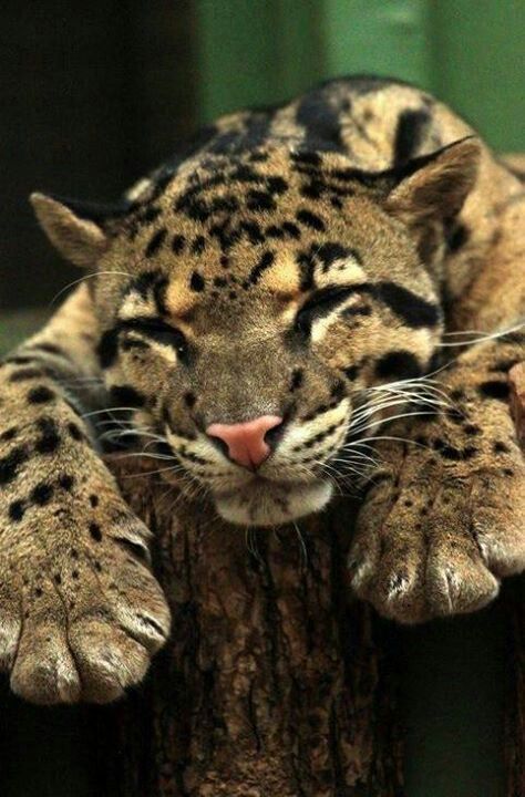 Clouded leopard Clouded Leopard, Exotic Cats, Cheetahs, Large Cats, Alam Yang Indah, Leopards, Pretty Cats, Nap Time, Nature Animals