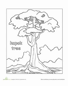 Color the Kapok Tree Worksheet Tree Drawing Wallpaper, Tree Worksheet, Rainforest Biome, Kapok Tree, Green Christmas Tree Decorations, Book Coloring Pages, Rainforest Trees, Rainforest Theme, Tree Coloring