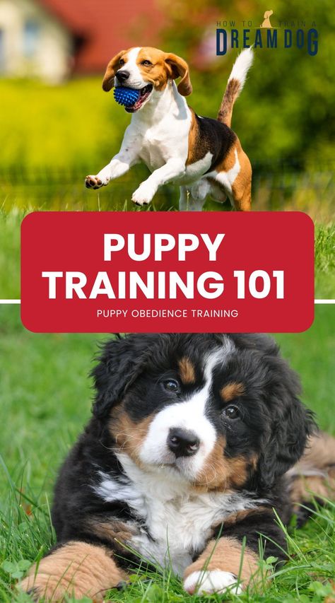 New to puppy training? This guide covers all the basics you need to know. Start your puppy off on the right paw! How To Start Training Your Puppy, Puppy Training Schedule By Age, Cesar Millan Puppy Training, New Puppy Training, Lab Puppy Training, Pet Training Puppies, Puppy Games, Getting A New Puppy, Feeding Puppy