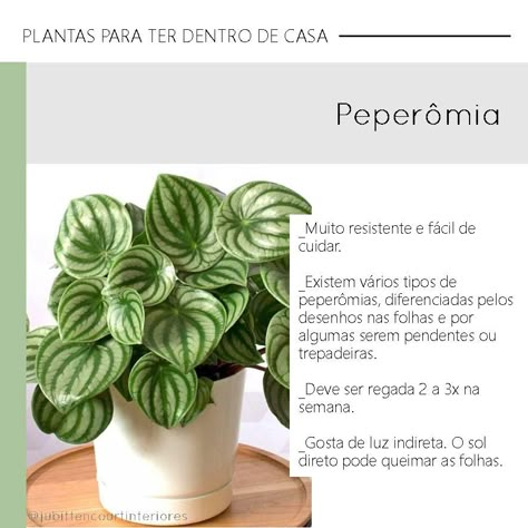 PLANTAS PARA DENTRO DE CASA | Baixinha, gordinha, com flores que parecem rabinhos de rato, essa folhagem suculenta não ganhou fama fácil, não. A peperômia- melancia tem as folhas com desenho delicado, que lembra casca da fruta. Nativa da Mata Atlântica é pouco exigente com cuidados. #plantaparadentrodecasa #urbanjungle #jiboia #vegetaçao #decoraçao #interiores #designdeinteriores #projetodeinteriores #plantas #casa #apartamento #dicas #tendencia #tendenciainteriores #lifestyle #plantinha #planta Modern Boho Decor, Inside Plants, Nature Plants, Green Garden, Green Life, Garden Center, Modern Boho, Go Green, Boho Decor