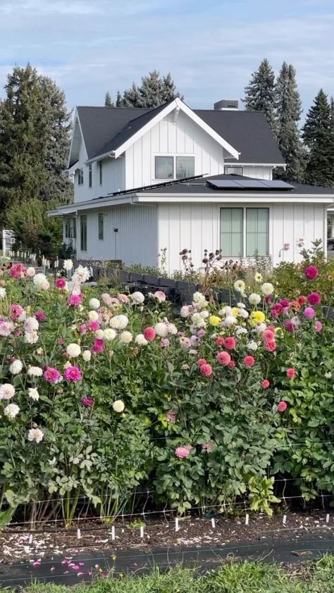 A Beginner’s Guide To Growing Dahlias - The Flowering Farmhouse Dahlia Flower Garden, Garden Shears, Compost Tea, Growing Dahlias, Soil Testing, Powdery Mildew, Neem Oil, Cut Flower Garden, Beneficial Insects