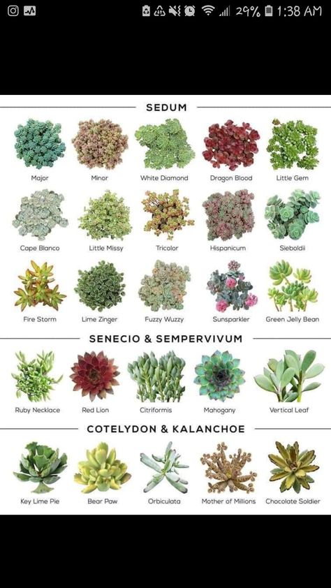 #cotyledon #kalanchoe #sedum #senecio #sempervivum Identifying Succulents, Different Types Of Succulents, Succulent Names, Types Of Succulents Plants, Buy Succulents, Succulent Garden Diy, Types Of Succulents, Succulent Gardening, Succulent Care