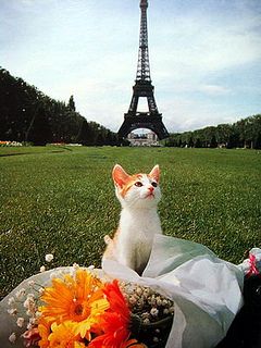 Kitten in Paris (Shinjiro Sagara), Japan | Flickr - Photo Sharing! Cats In Paris, Cat In Paris, Eiffel Tower Cake, Paris Cat, Tower Cake, Cats Of The World, Life In France, Cat Wedding, Animal Antics